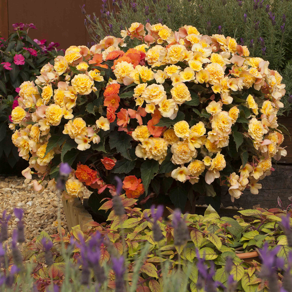 Gardening Direct Begonia Apricot Shades 20x Plugs Garden Ready Plants with Wicker Planters x 5 and 40L Compost