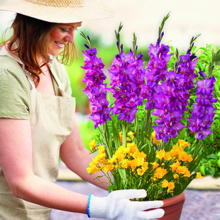 Gardening Direct Plant-O-Mat Gladiolus and Freesia Mix x 19 Bulbs