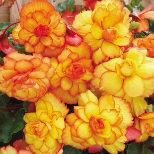 Gardening Direct Pair of Calista Hanging Baskets & Begonia Apricot Fiery Shades Tubers x 10