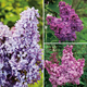 Gardening Direct Fragrant French Lilac Collection 9cm x 3