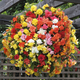 Gardening Direct Begonia Super Cascade x12 Plugs with Pinecone Planters x 3, 100 Gms Fertiliser and 