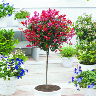Gardening Direct Standard Photinia Little Red Robin Height 80-100cm