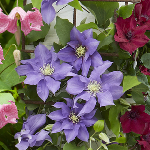 Gardening Direct Boulevard Patio Clematis Collection 3 x 10.5cm