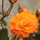 Gardening Direct Rose Precious Amber 3L Potted