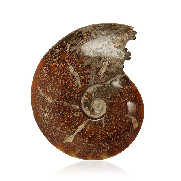 Ammonite Whole Structure (19x15 Cm) 1546GM