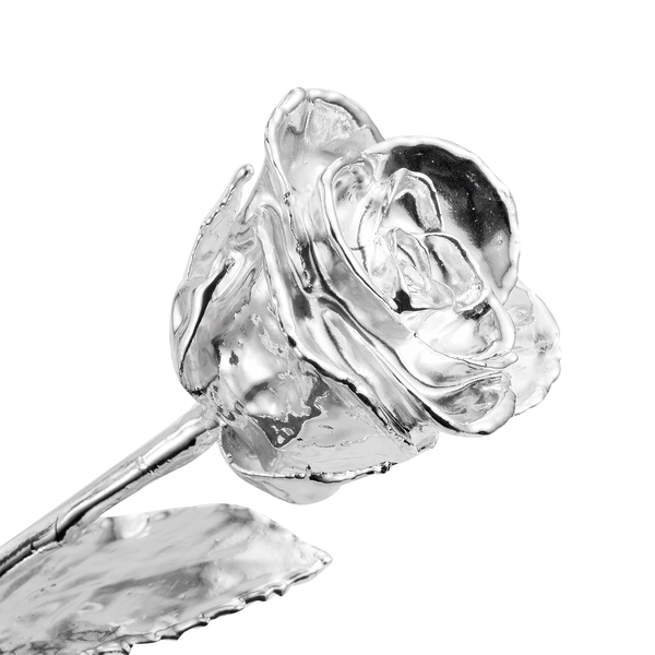Silver Plated Eternal Rose (Size 15 Cm) in Silver Box (Size 23x8 Cm)