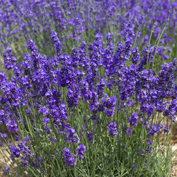 Gardening Direct Lavender Hidcote Garden Ready Plants x 20