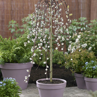 Gardening Direct Weeping Salix Kilmarnock 70cm Tall with Infinity Square Planter