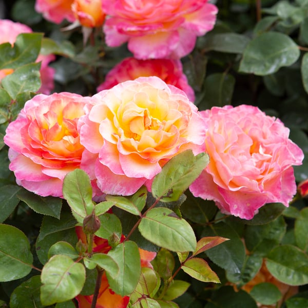 Gardening Direct Rose Gorgeous 3L Potted