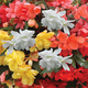 Gardening Direct Begonia Super Cascade x12 Plugs with Pinecone Planters x 3, 100 Gms Fertiliser and Compost 40L