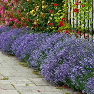 Gardening Direct Lavender Munstead Plugs x 12