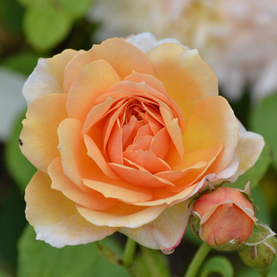 Gardening Direct Rose Clair Renaissance 3L Potted