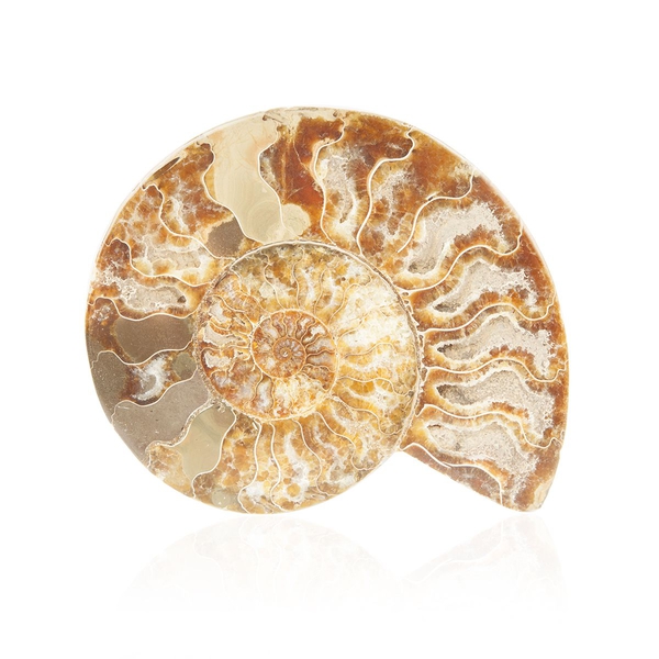 Tucson Collection Set of 2 - Extra Cut Ammonite 458 Gms.