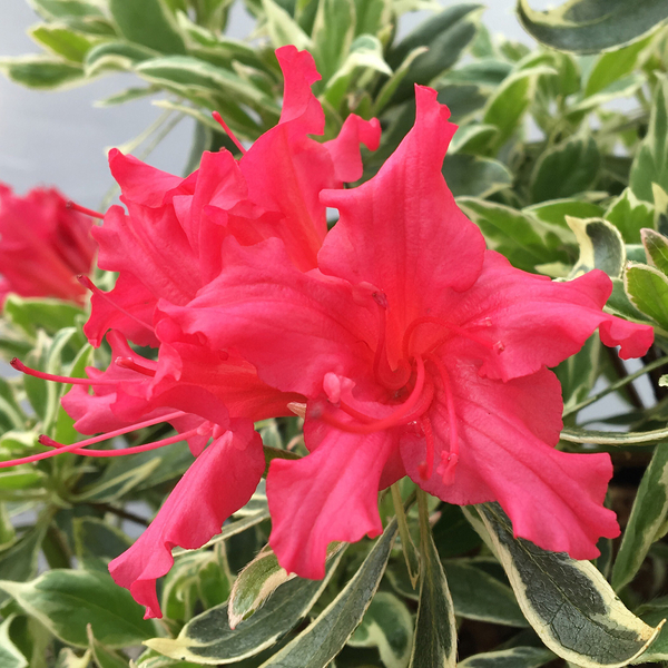 Rhododendron Bollywood 3L pot