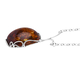 Baltic Amber Necklace (Size 22) in Sterling Silver, Silver Wt. 14.00 Gms