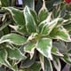 Rhododendron Bollywood 3L pot