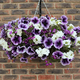 Gardening Direct Pair of Parma Violet Hanging Baskets 25cm diameter with BONUS Fertiliser 100gms