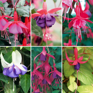 Gardening Direct Hardy Fuchsia Collection 6 x 9cm Potted