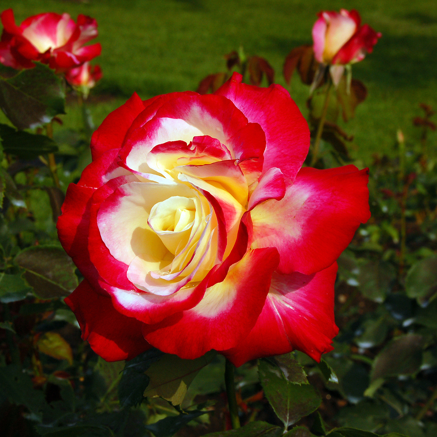 TJC Free Delivery On First Shop Jewellery, Beauty, Fashion Online in UK