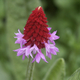 Gardening Direct Primula Red Hot Poker 9cm Pots x 3