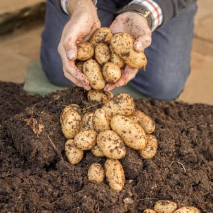 Gardening Direct Complete Patio Potato Growing Kit Including 3 Vareities Tubers, 30L Heavy Duty Grow