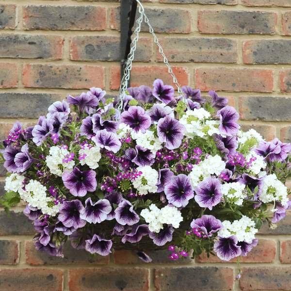 Gardening Direct Pair of Parma Violet Hanging Baskets 25cm diameter with BONUS Fertiliser 100gms