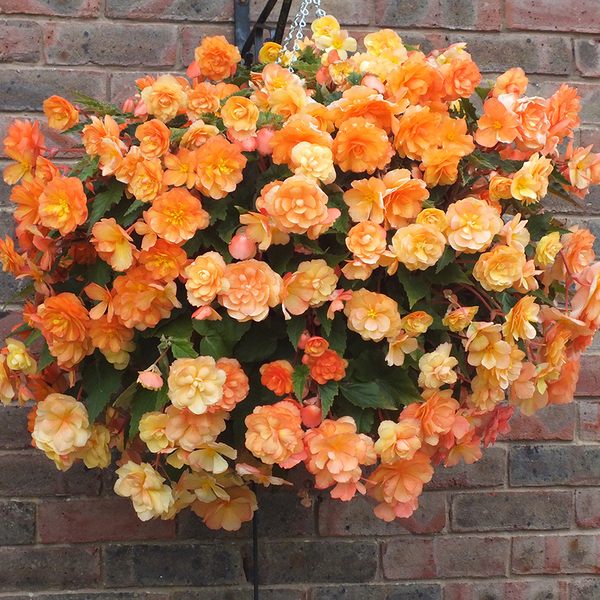 Gardening Direct Begonia Apricot Shades 20x Plugs Garden Ready Plants with Wicker Planters x 5 and 40L Compost