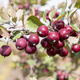 Gardening Direct Malus Appletini 13cm Potted