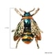 Black Austrian Crystal Enamelled Bee Brooch in Gold Tone