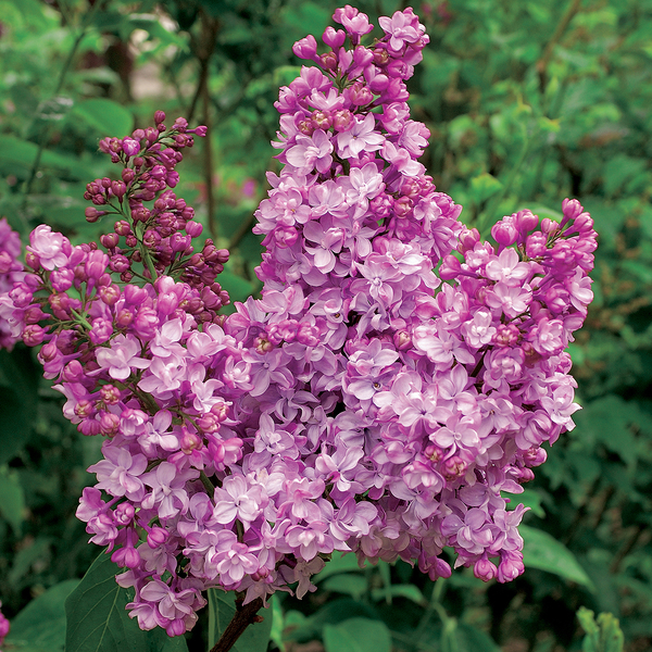 Gardening Direct Fragrant French Lilac Collection 9cm x 3