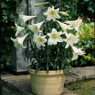 Gardening Direct Longiflorum Lily White Heaven x 10 Bulbs