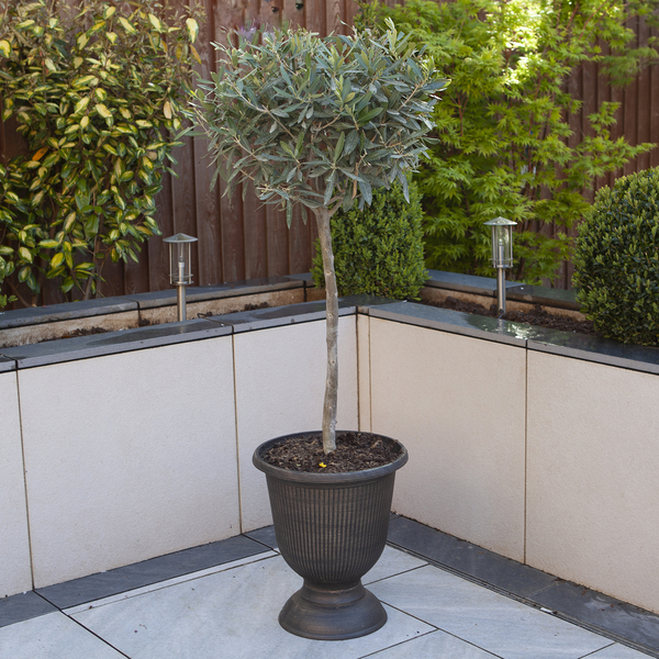 Gardening Direct Pair of Standard Olive Trees 80cm