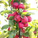 Gardening Direct Malus Appletini 13cm Potted