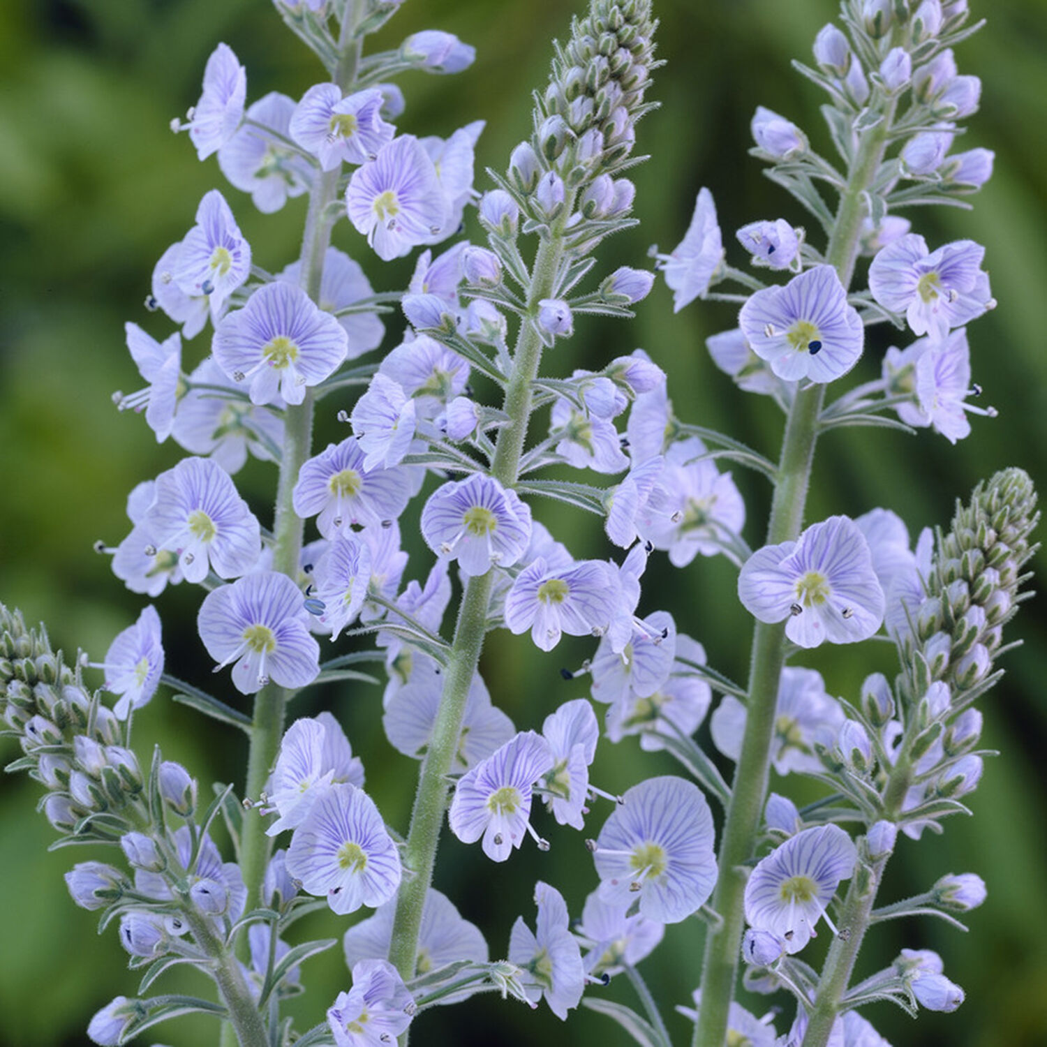 Горечавколистная