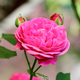 Gardening Direct Rose Louise Odier 3L Potted
