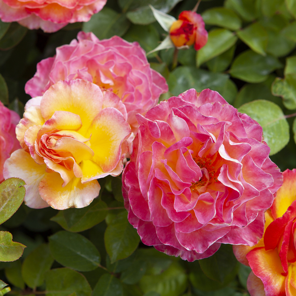 Gardening Direct Rose Gorgeous 3L Potted