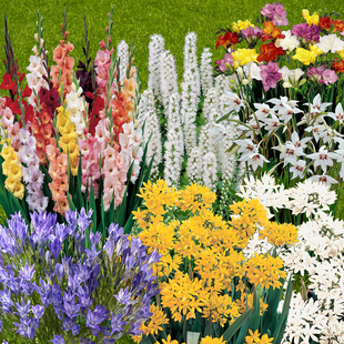Gardening Direct Collection of 300 Summer Bulb with 7 Mixed Varieties