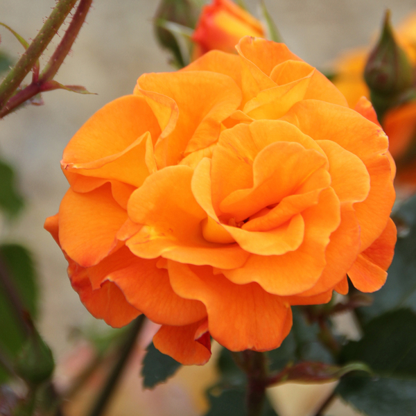 Gardening Direct Rose Precious Amber 3L Potted